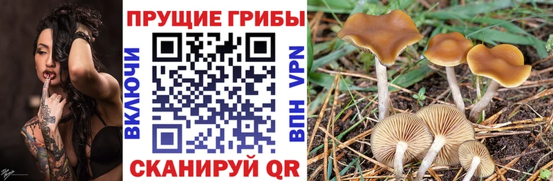 Псилоцибиновые грибы ЛСД  Тулун 